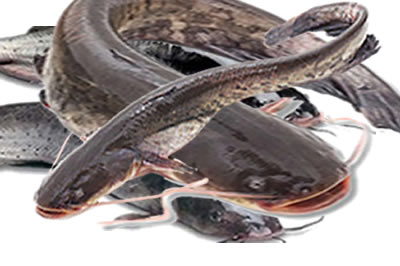 Top Catfish Rearer and Supplier in Lagos State, Nigeria Catfish Breeder and Supplier in Nigeria