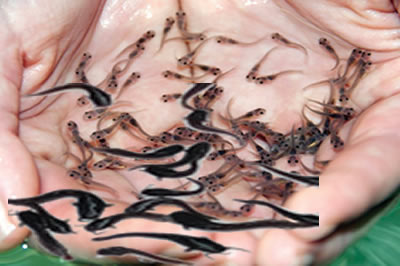 Tilapia Breeder and Supplier in Lagos State, Nigeria Tilapia Farmer and Supplier in Nigeria