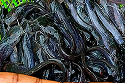 Catfish Juveniles Breeder and Supplier in Lagos, Nigeria Catfish Juveniles Supplier in Nigeria