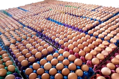 Chicken Egg Supplier in Lagos State, Nigeria Chicken Egg Supplier in Lagos Nigeria