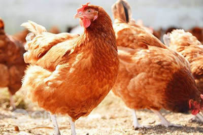Old Layer Chicken Breeder and Supplier in Lagos, Anambra, Nigeria Poultry Farmer and Old Layer Chicken Supplier in Nigeria