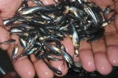 Pangasius Fingerlings Breeder and Supplier in Lagos State, Nigeria Pangasius Fingerlings Farmer and Supplier in Nigeria