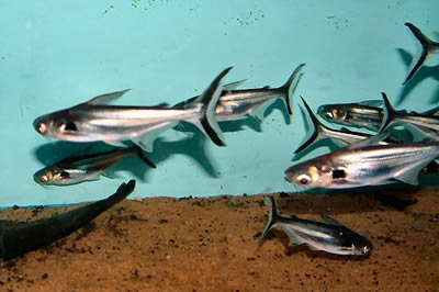 Pangasiush Juveniles Breeder and Supplier in Lagos, Nigeria Pangasius Juveniles Supplier in Nigeria