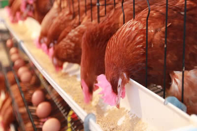 Chicken Breeder and Supplier in Lagos State, Nigeria Poultry Farmer and Chicken Supplier in Nigeria