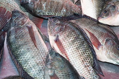 Tilapia Breeder and Supplier in Lagos State, Nigeria Tilapia Farmer and Supplier in Nigeria