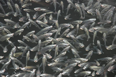 Tilapia Fingerlings Breeder and Supplier in Lagos State, Nigeria Tilapia Fingerlings Supplier in Lagos Nigeria