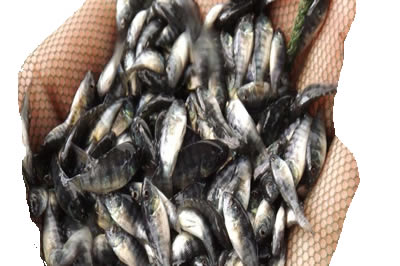 Tilapia Juveniles Breeder and Supplier in Lagos, Anambra, Nigeria Tilapia Juveniles Fish Farmer and Supplier in Nigeria